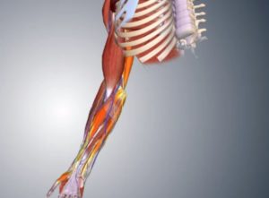 thenar muscles flexor carpi radialis & ulna muscle / triceps brachii medial head